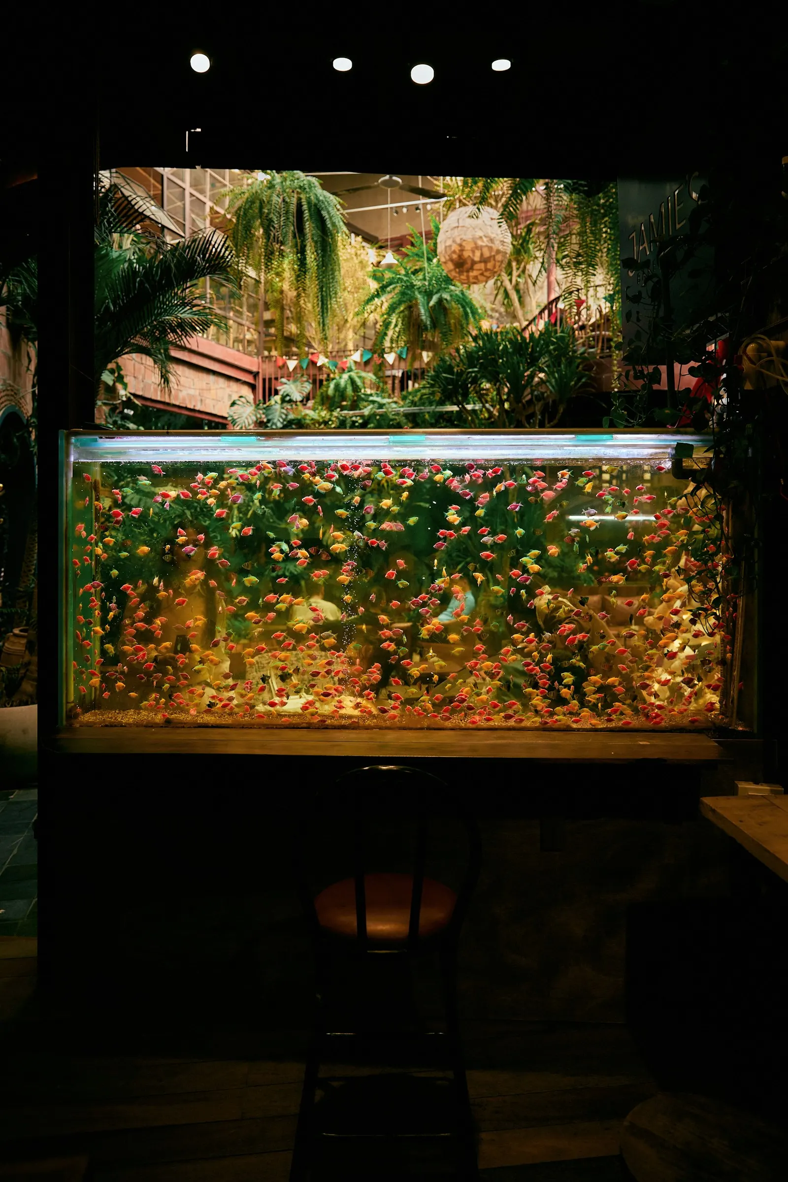 A long planted aquarium lit up on a stand in a dark room