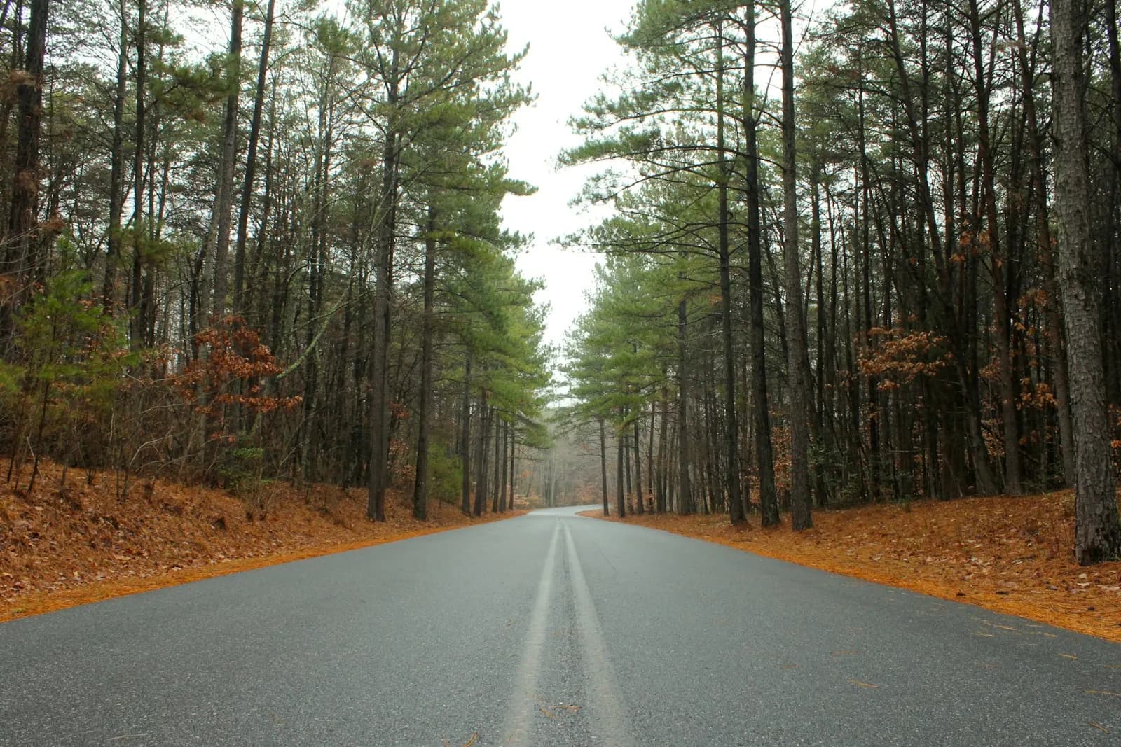 A straight two-lane road through a pine forest in autumn